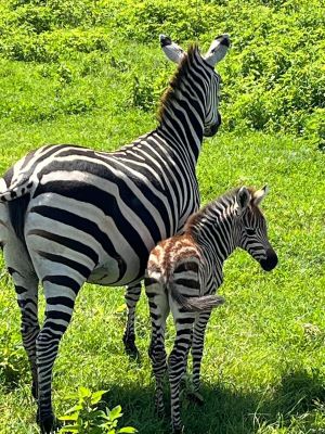 7 - Day Big five All inclusive luxury Safari