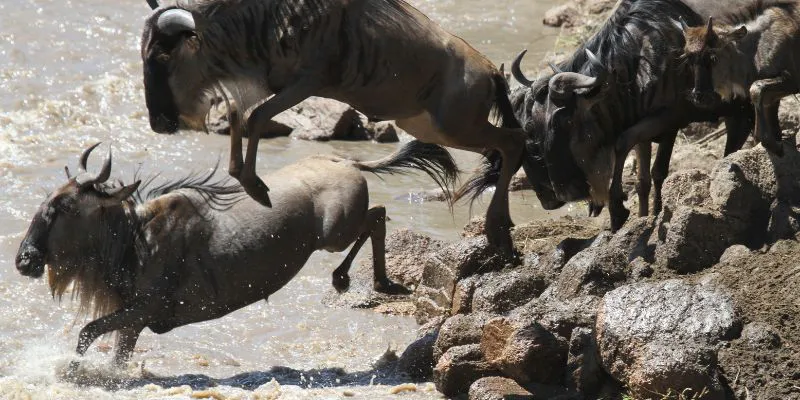 8-Day Western Great Migration - Grumeti River Crossing Safari (MAY TO JUNE)