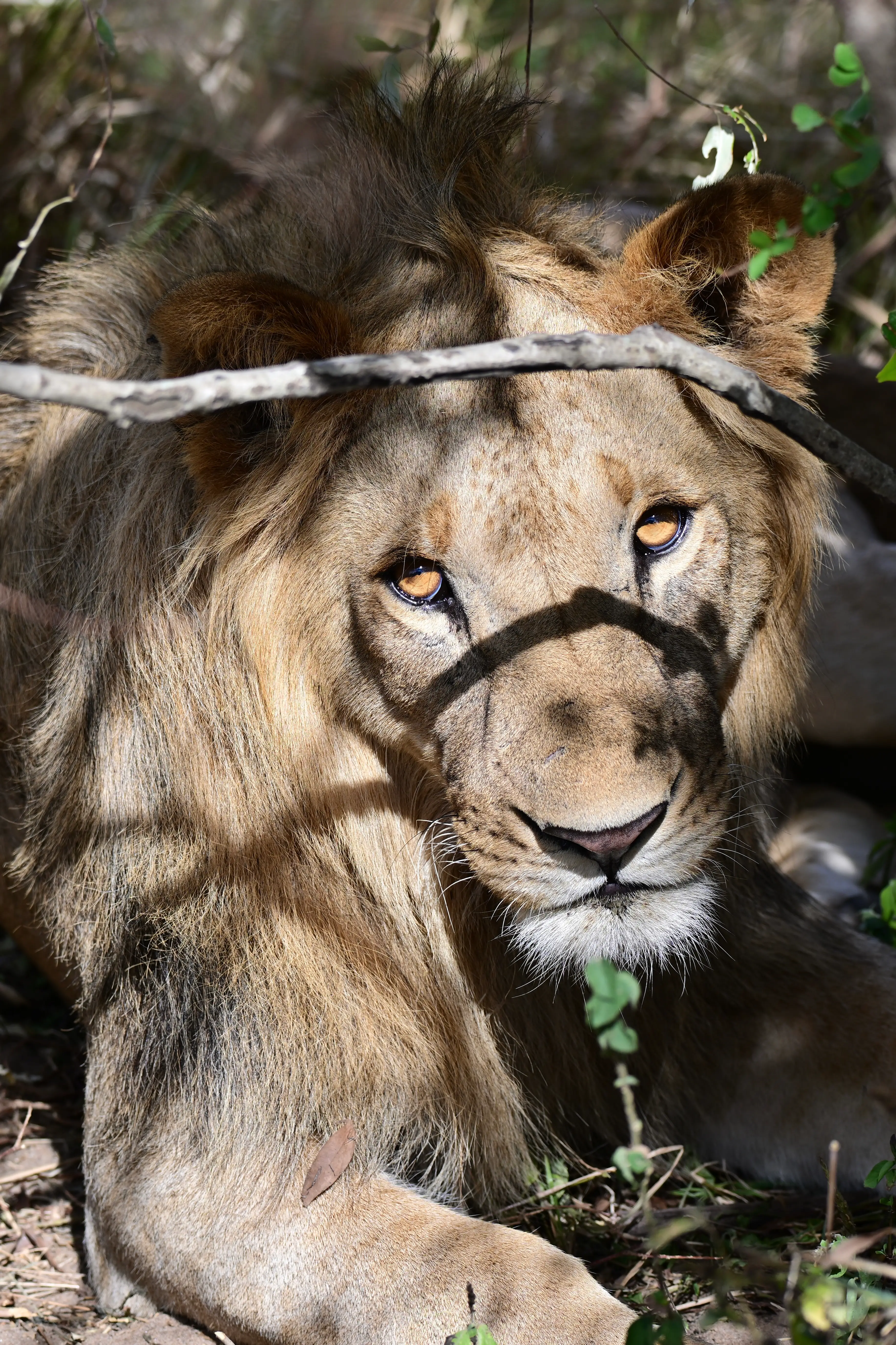 7-Day Amboseli, Naivasha, Nakuru and Masai Mara Luxury Safari