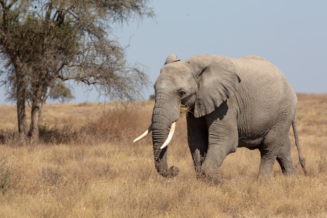 2-Day Exciting Tanzania Honeymooners Fly-in Safari