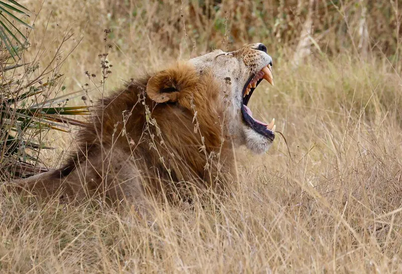 8-Day Amboseli to Mara Luxury Safari