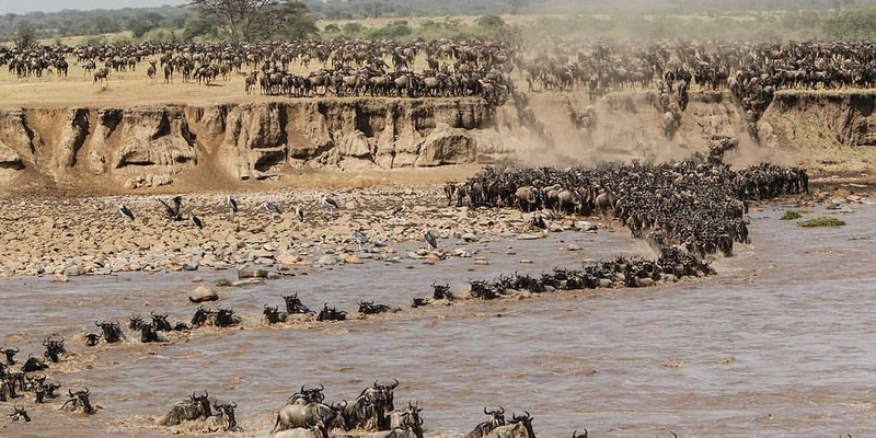 8 Day: Tarangire and Serengeti North, Serengeti Central and Ngorongoro Crater