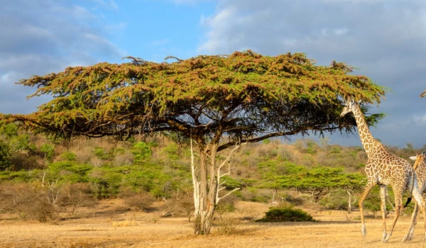 3 Day Mikumi Safari with Udzungwa Waterfalls & Maasai Visit