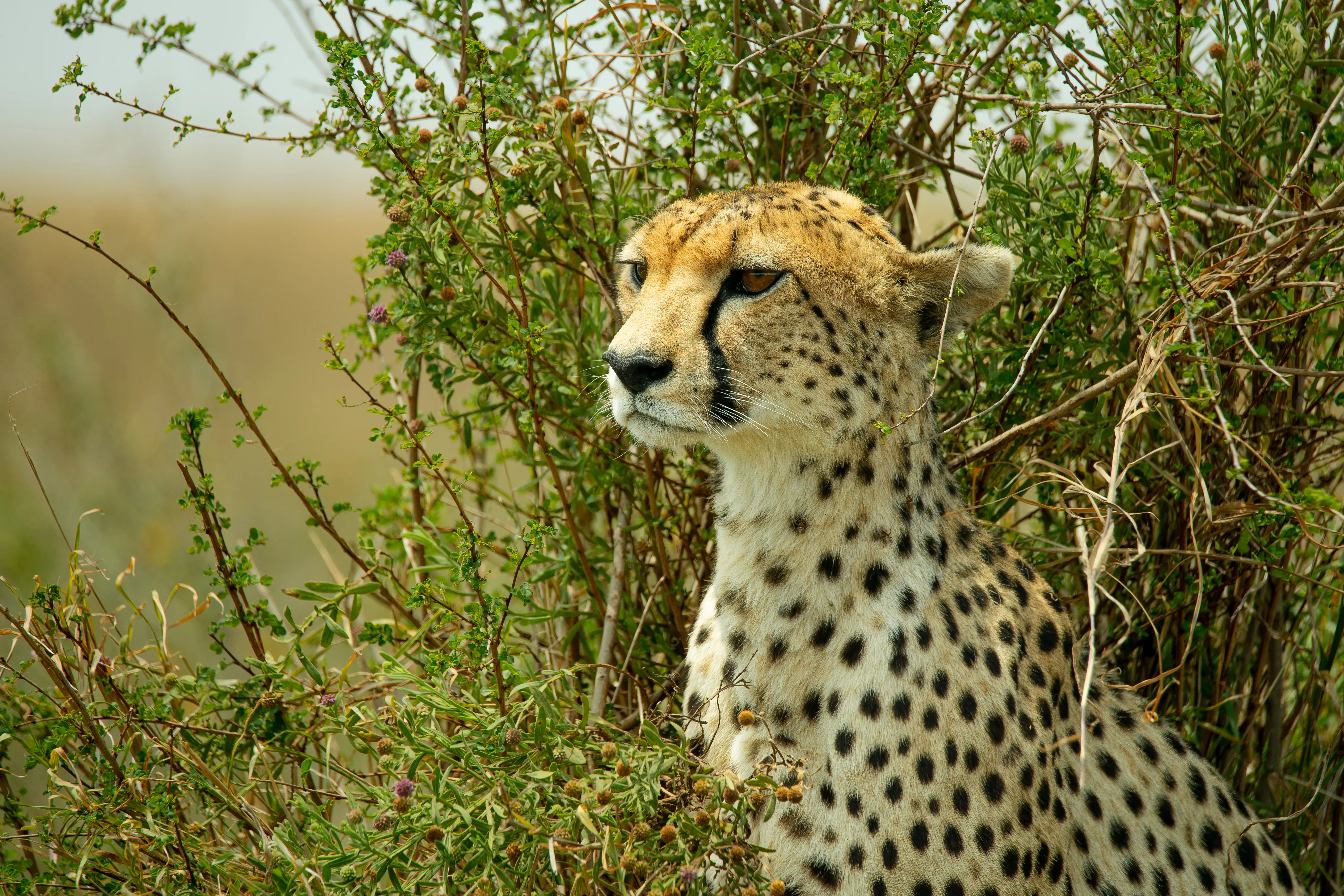 5-Day Ndutu Calving Season & Big Five Safari (Tarangire, Serengeti & Ngorongoro)