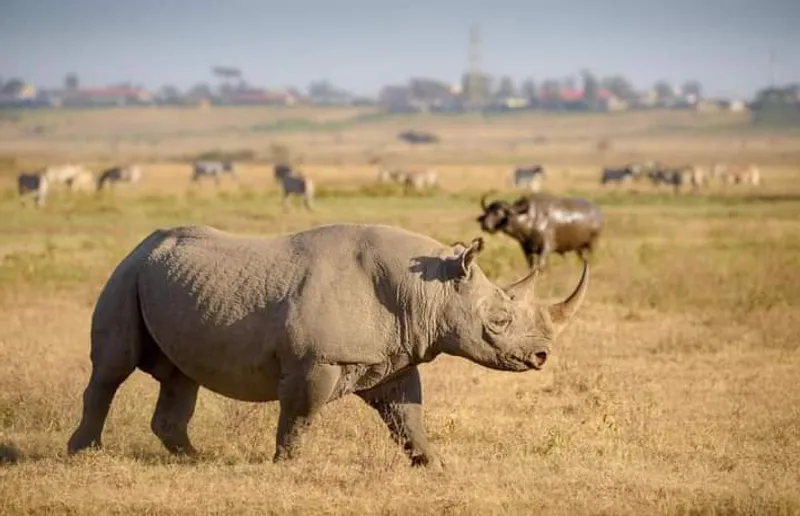 3 -Days Ol-Pejeta Conservancy Tour for the Only remaining 2 Nothern White Rhinoes
