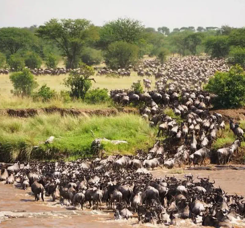 4-Day Great Migration Adventure – Tarangire, Ndutu & Ngorongoro Crater