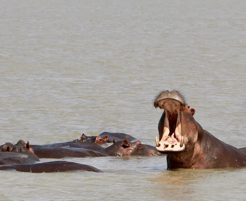 2 Tage – Mikumi-Nationalpark und Besuch einer Massai-Boma (Kultur- und Wildtiererlebnis)