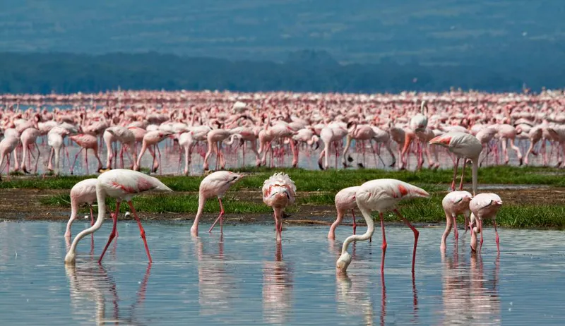 6-Day Luxury Tanzania Safari & Arusha Relaxation: Tarangire, Serengeti & Ngorongoro