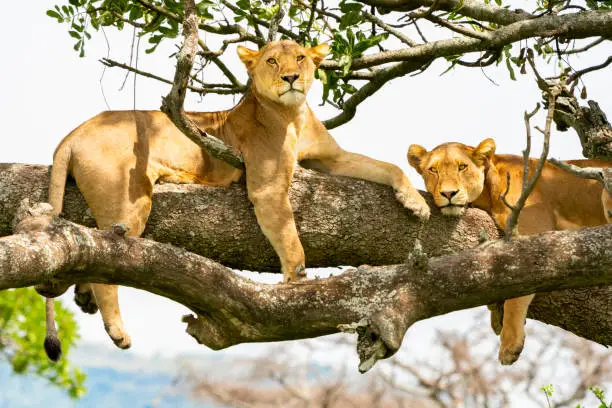 2-Day Tarangire & Ngorongoro Crater Lodge from Zanzibar