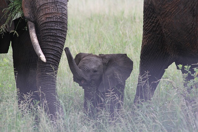 6 Days Tanzania Safari