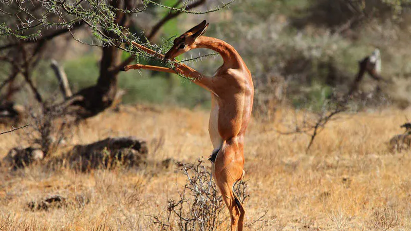 3-Days Samburu National Park