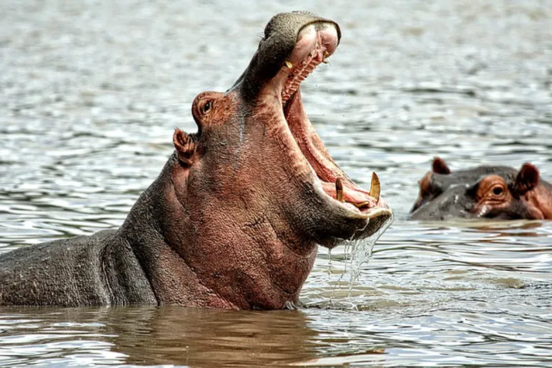 5-Day Adventurous Safari Exploring The Natural Beauties Of Lake Naivasha To Masai Mara