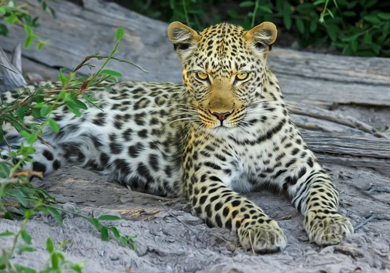 15 – Day Kenya and Tanzania Cross-Country Luxury Safari