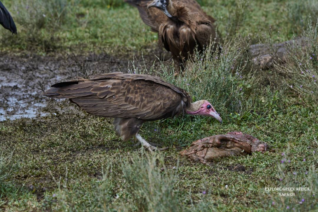 2-Days Tarangire Park and Ngorongoro Crater