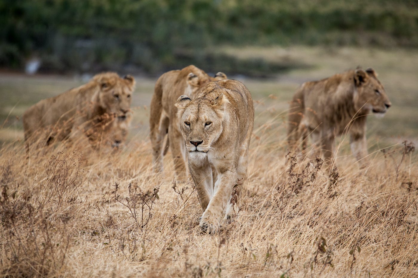 Tarangire National Park Day Trip