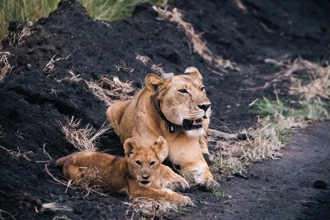 10-DAY RWANDA AND UGANDA