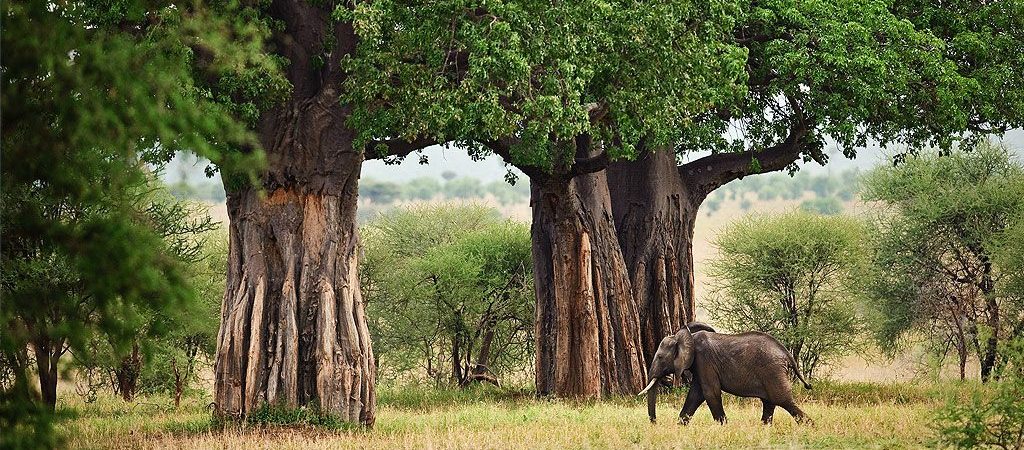 3-Day Culture Experience and Safari