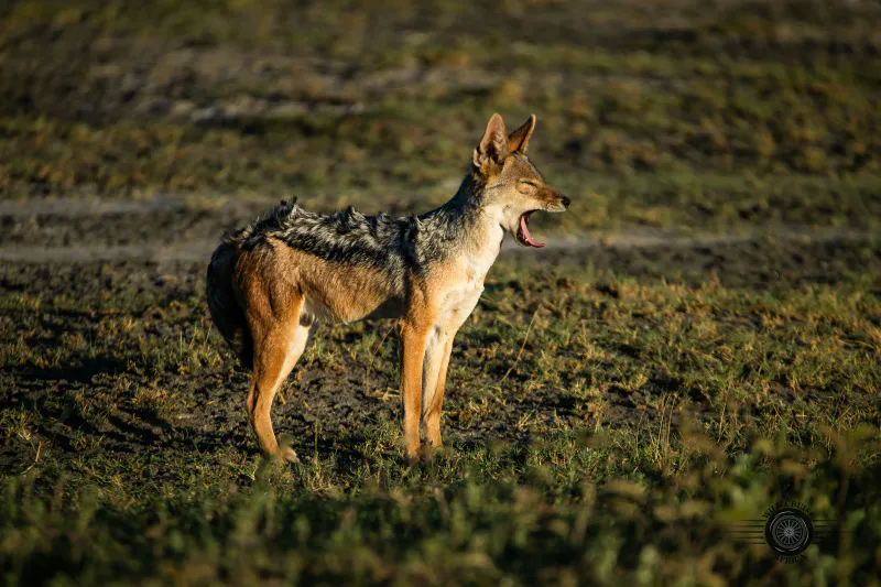 8 day Mid-Range Tanzania Parks Wilderness Adventures