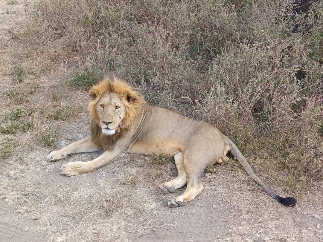 12-Day Tarangire, Ngorongoro Crater, Ndutu, Serengeti and Zanzibar Archipelago