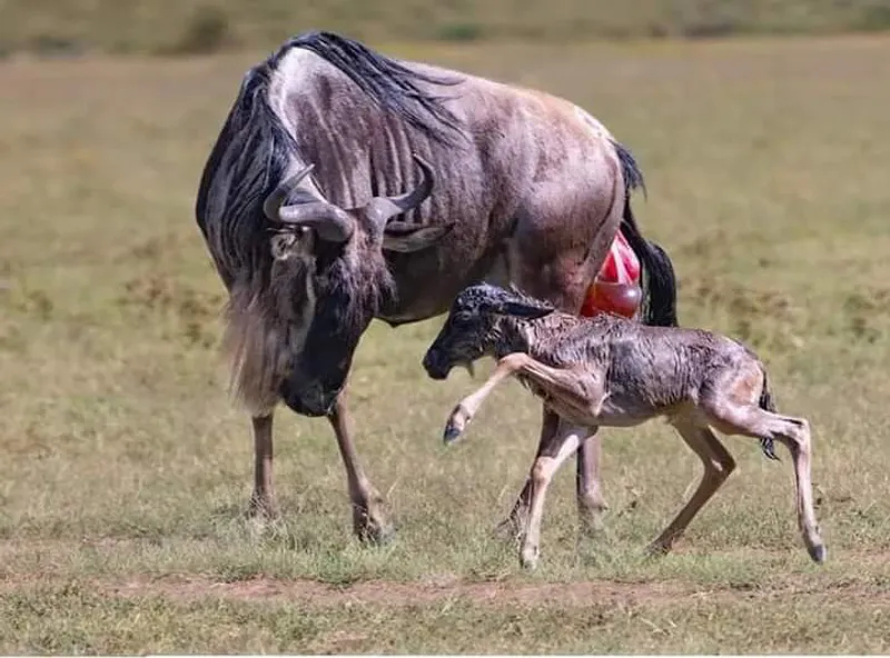 5 DAYS CALVING SEASON TOUR