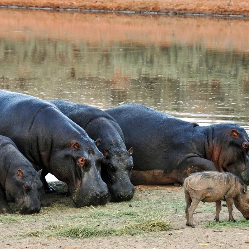 6.DAYS SAFARIS IN NGORONGORO TO SERENGETI
