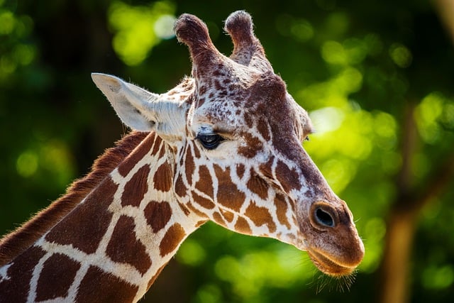 5 Day Tanzania Luxury Safaris