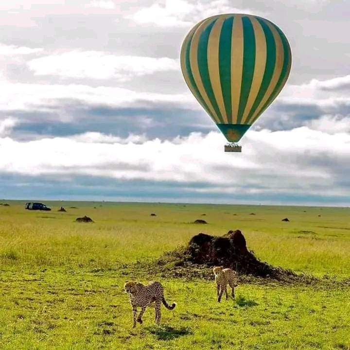4 Days Masai Mara & Lake Nakuru Group Safari – Budget-Friendly Wildlife Experience