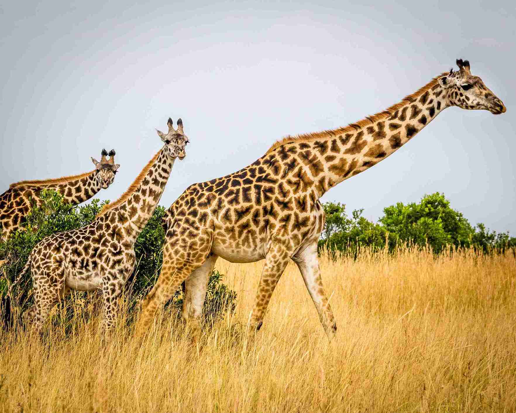  3-Day Ultimate Best Tarangire, Ngorongoro & Manyara Trip - NIHAPA TOURS - Safarigo