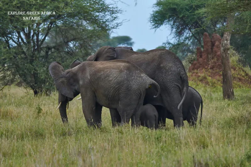 2-Days Tarangire Park and Ngorongoro Crater