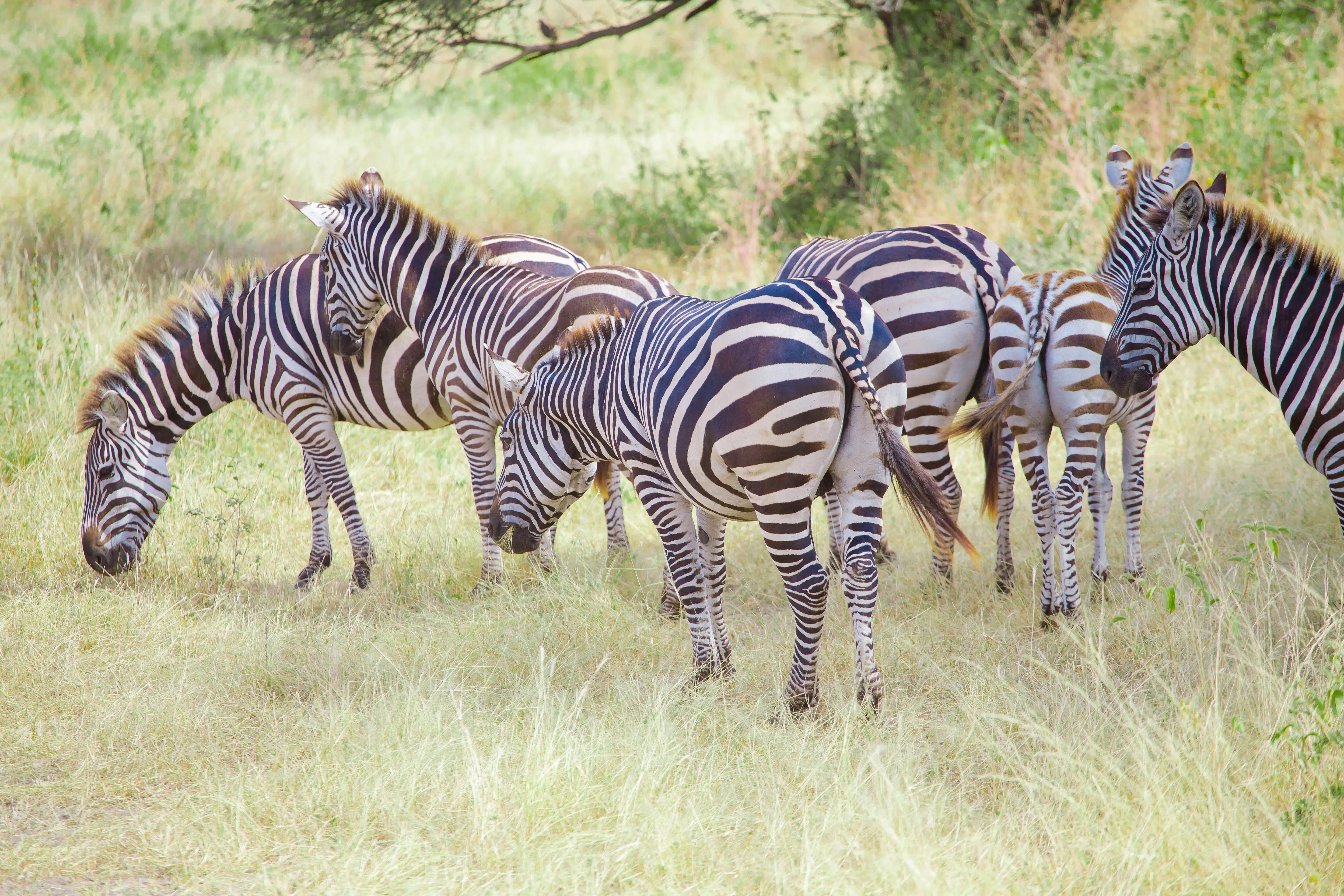 4-Day Fly-In Safari from Zanzibar: Serengeti & Ngorongoro Crater