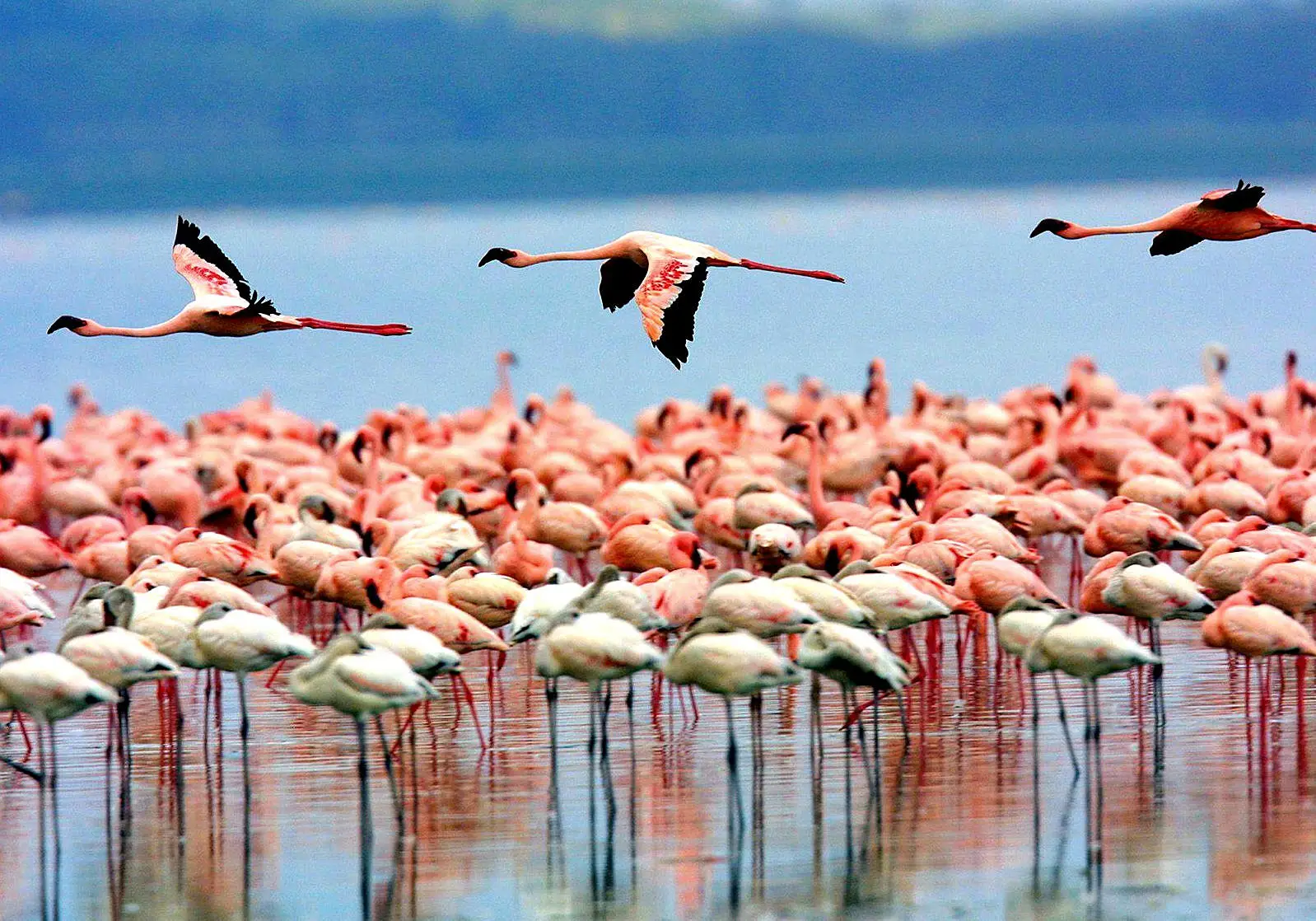 5 Days (Lake Manyara | Serengeti | Ngorongoro )