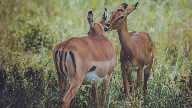 12 Days Untochable Tanzania Safari with Zanzibar Beach Holiday