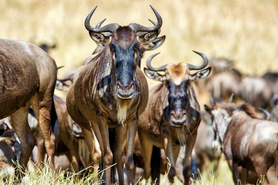 Explore Kenya's Best in 5 Days – Masai Mara, Lake Nakuru & Naivasha Adventure