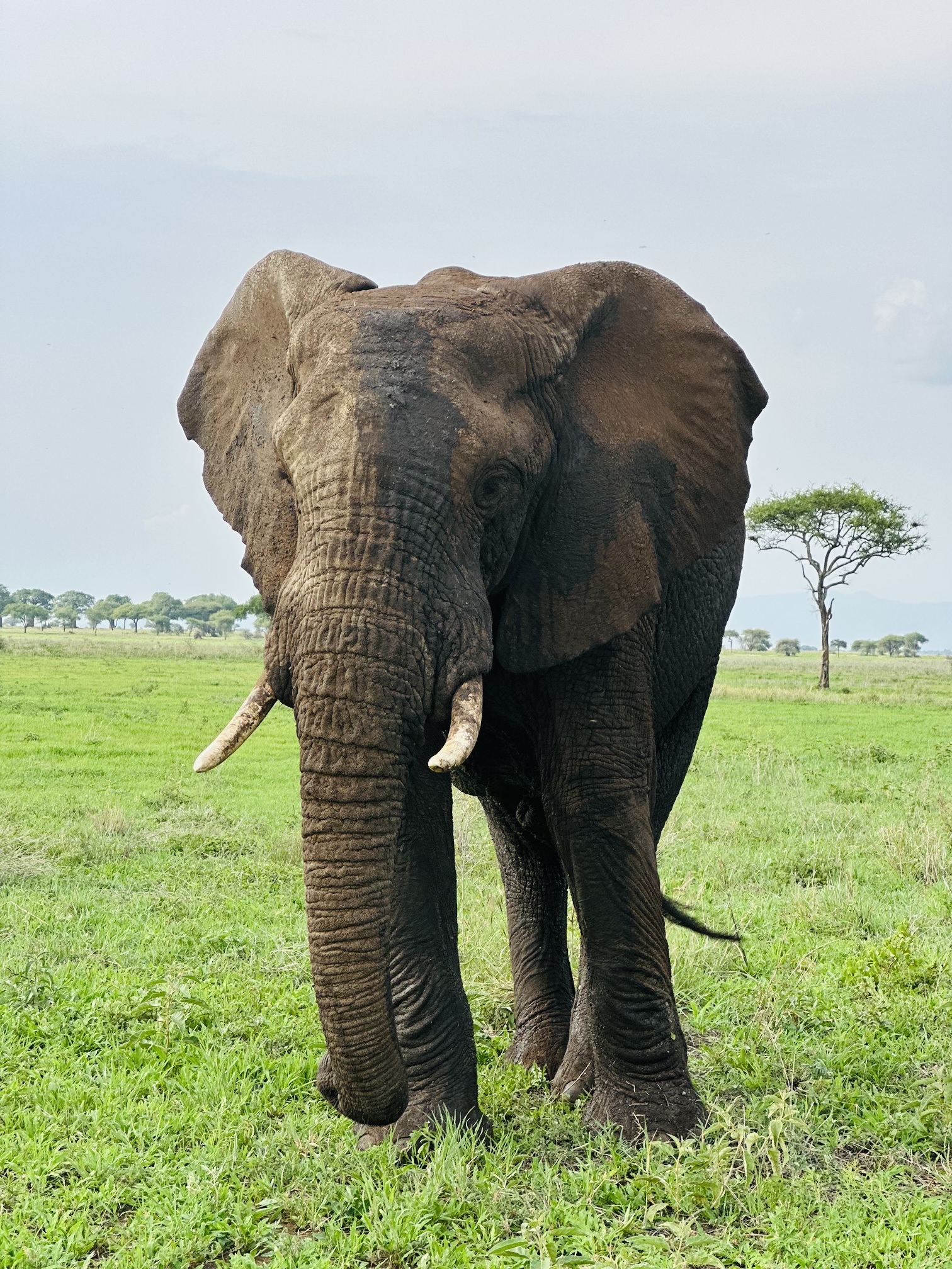4-Day Classic Mid-Range Tanzania Safari: Tarangire, Ngorongoro & Lake Manyara