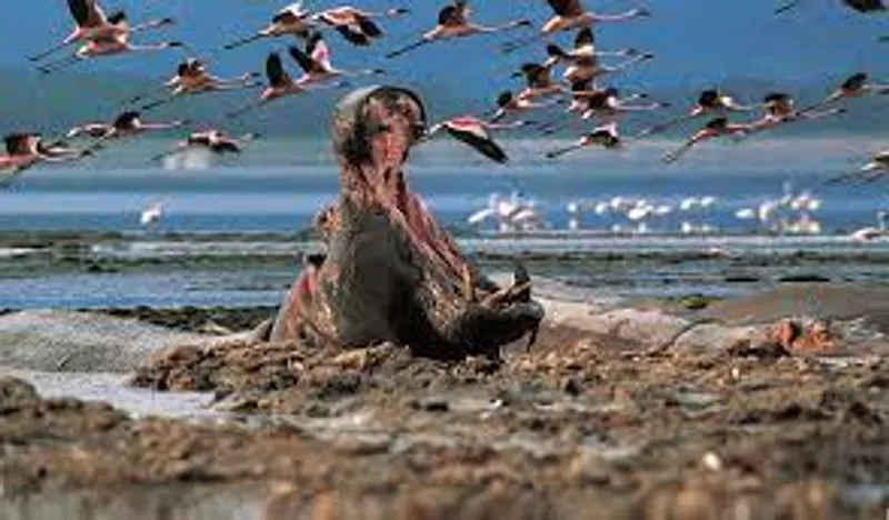 7 Days Maasai Mara-lake Nakuru-lake Naivasha-Amboseli Camping Safari