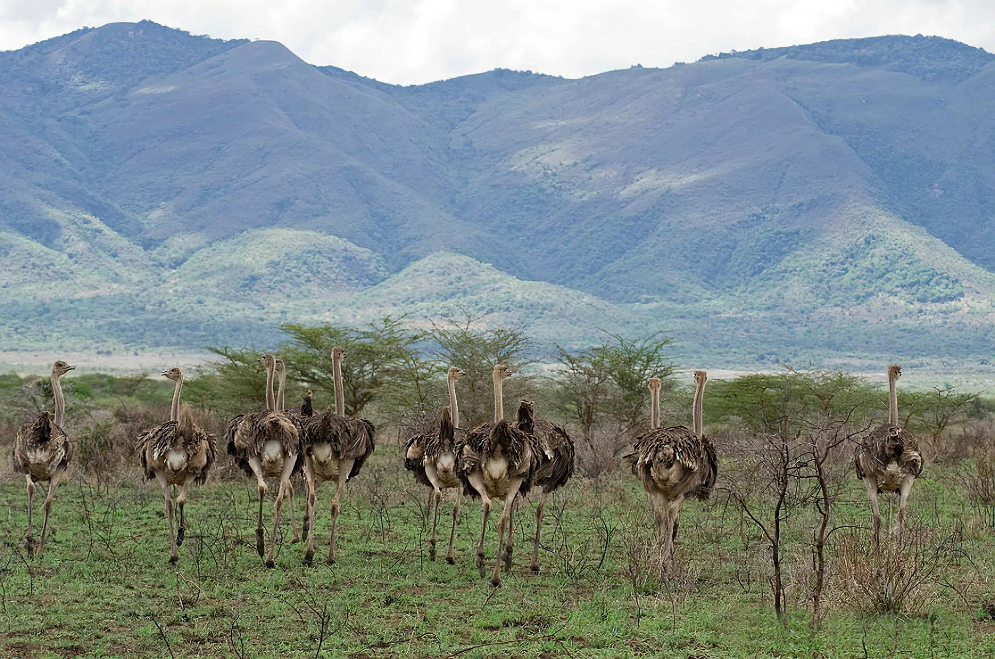 Mkomazi National Park – The Home of the Black Rhino Day Trip