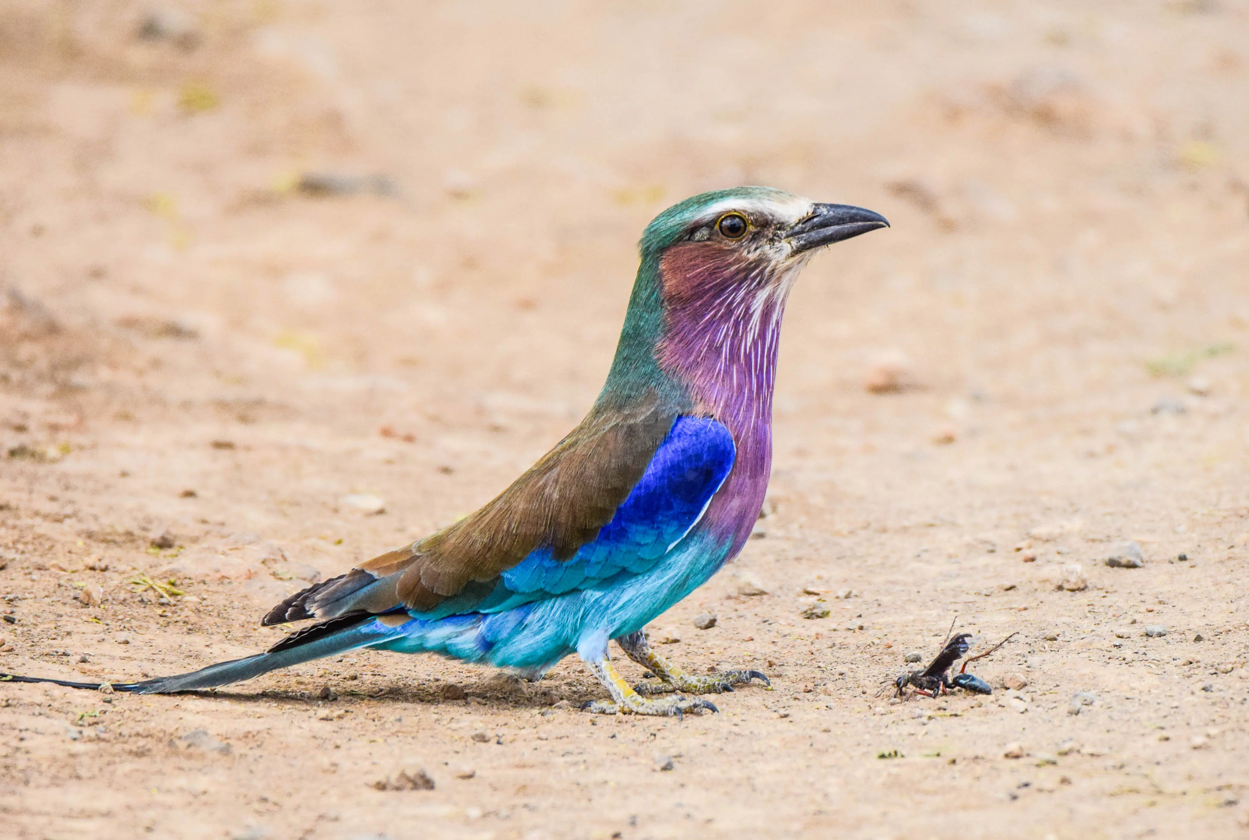 6-Day Amboseli, L. Naivasha, L Nakuru, Masai Mara Midrange Safari