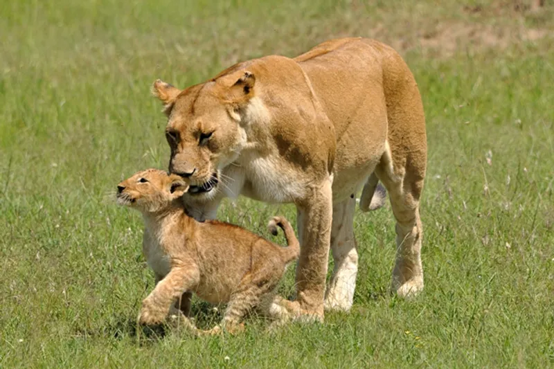 7 days Amboseli – Rift valley lakes – Masai mara