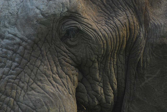3-Day Selous Tour, Walking And Boat Family Safari.