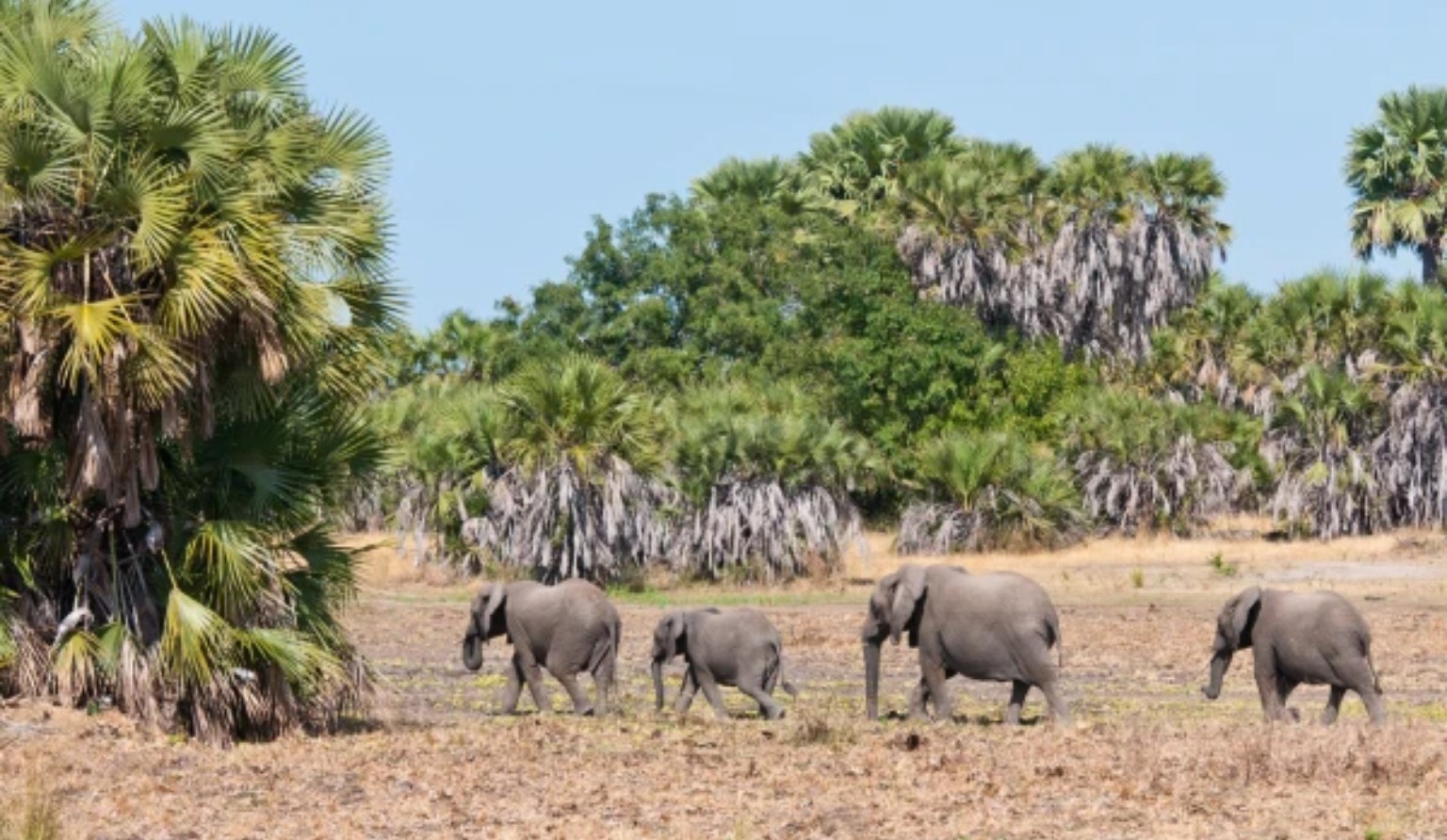 4 Day Mikumi & Udzungwa Wildlife & Mountain Adventure