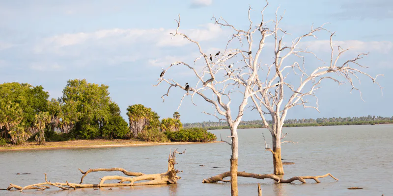 1-Day Private Safari at Nyerere NP Flying from Zanzibar