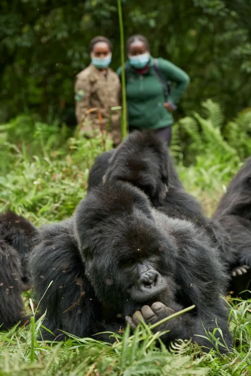 6 Days Rwanda Gorillas, chimpanzees and golden monkeys safari