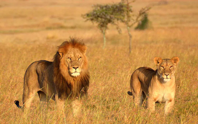 5 Day Ol Pejeta, Lake Nakuru and Maasai Mara Safari