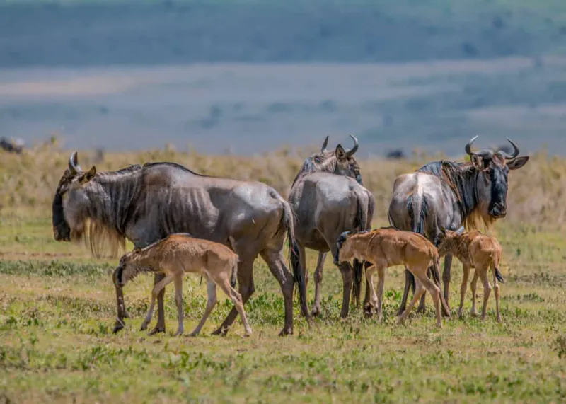 7-tägige Safari zur Kalbsaison in Tansania: Eine Reise durch das wilde Herz der Natur von Dezember bis März.