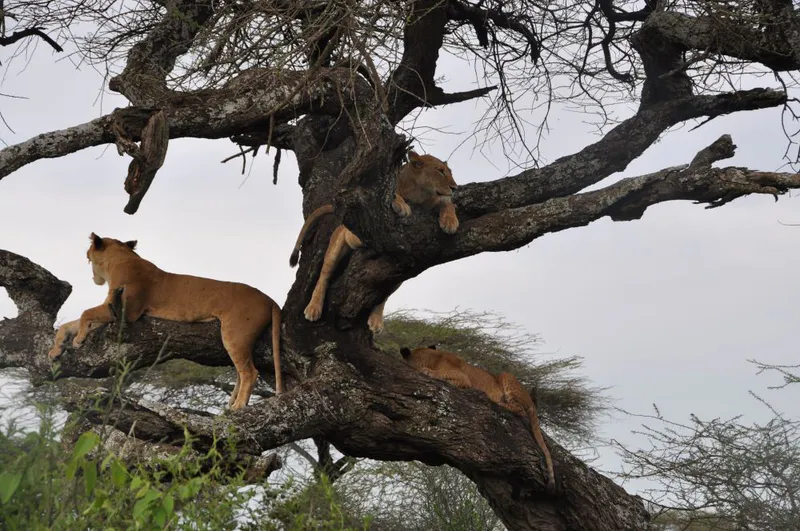 6 - Day Tarangire national park , Serengeti national park , Ngorongoro Crater and Lake Manyara