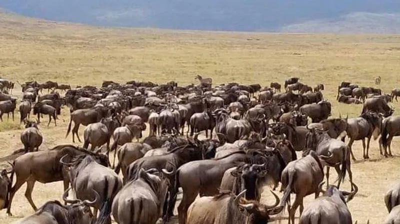 7-Day Wildbeest in Masai Mara Lake Nakuru Safari