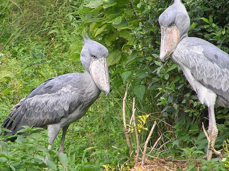 4 days Mabamba, Jinja and Sipi falls