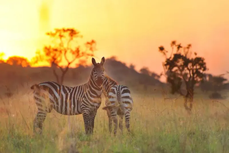 5 days Kidepo Valley National Park, Uganda-Safari