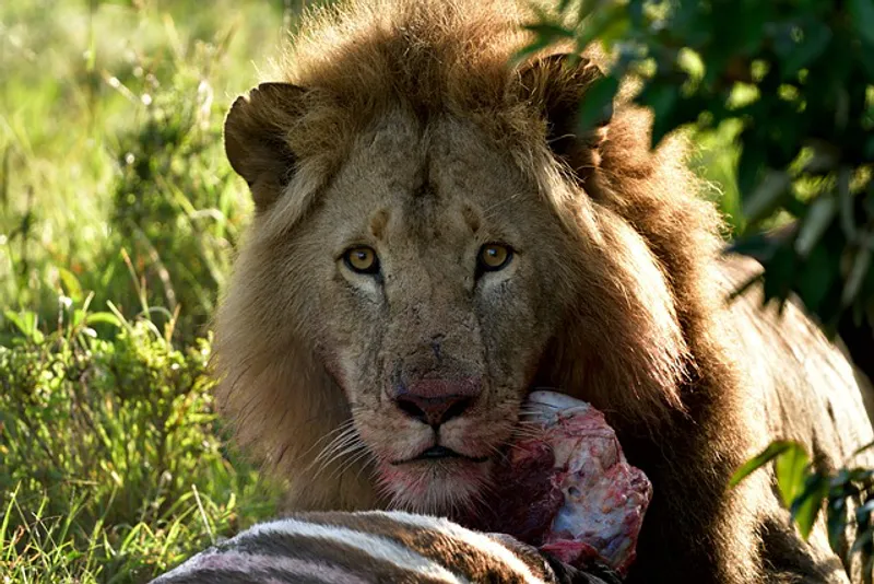 6-Day Best Luxury Safari in Kenya