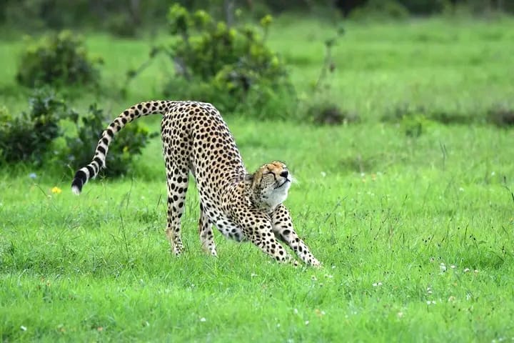 5- Days L. Naivasha, L. Nakuru and Masai Mara Safari